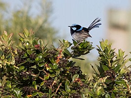 Blue_wren